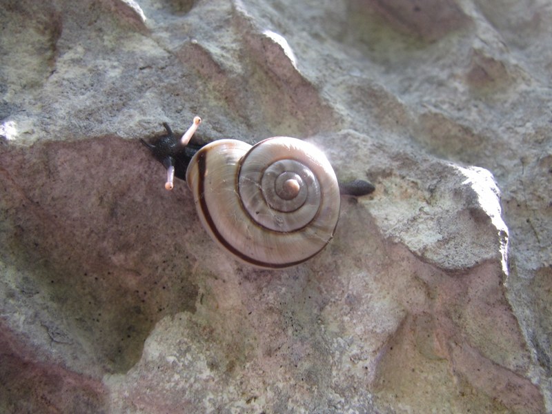 Due gastropodi dalla Valsolda
